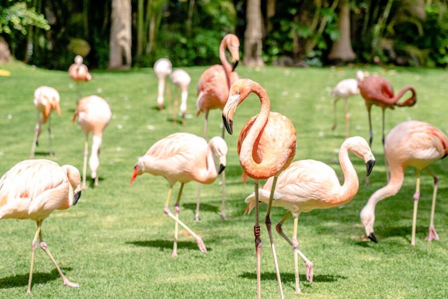 Flock of flamingos at Loro Parque Puerto de la Cruz