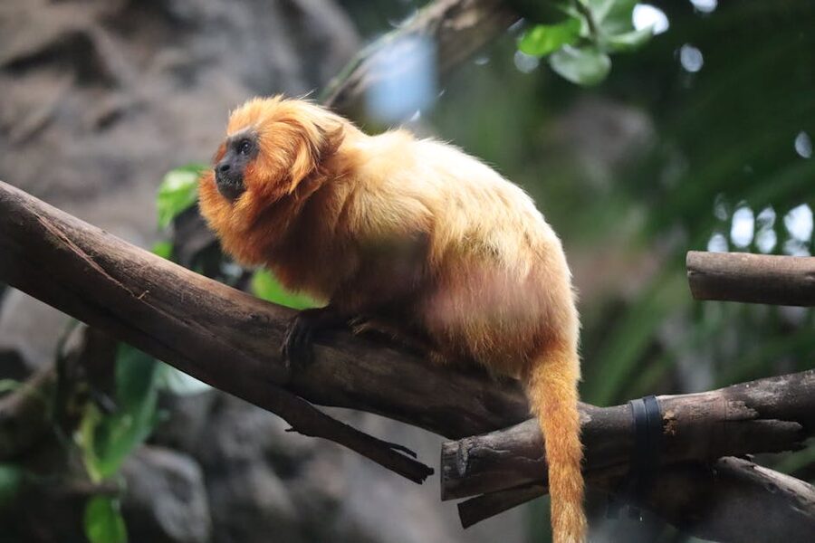 Golden lion tamarin on branch at Loro Parque
