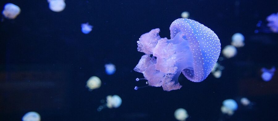 Jellyfish in tank at AquaViva Loro Parque