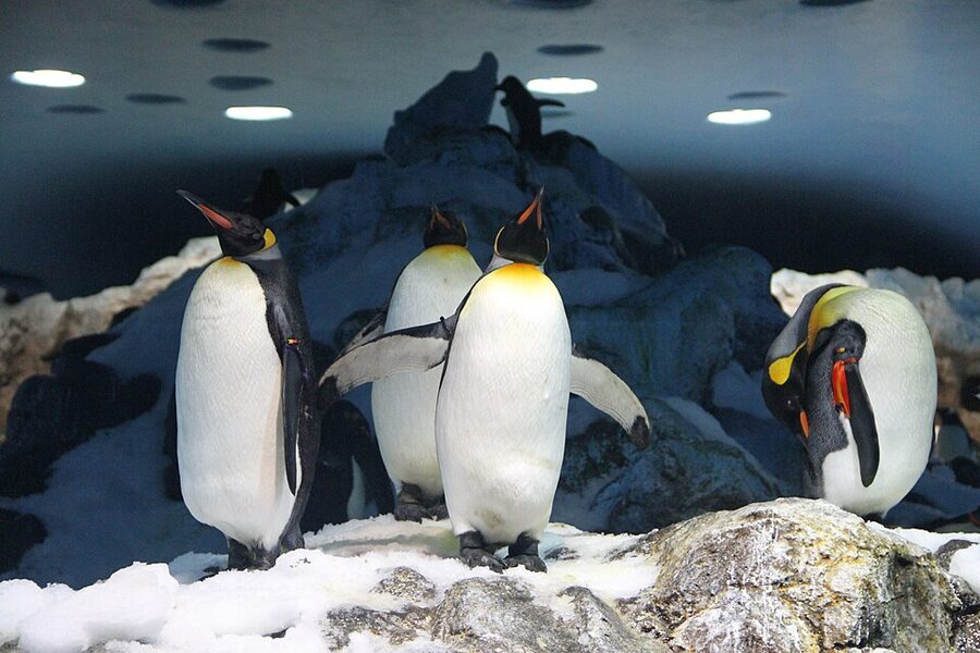 King penguins on artificial snow at Loro Parque Planet Penguin habitat