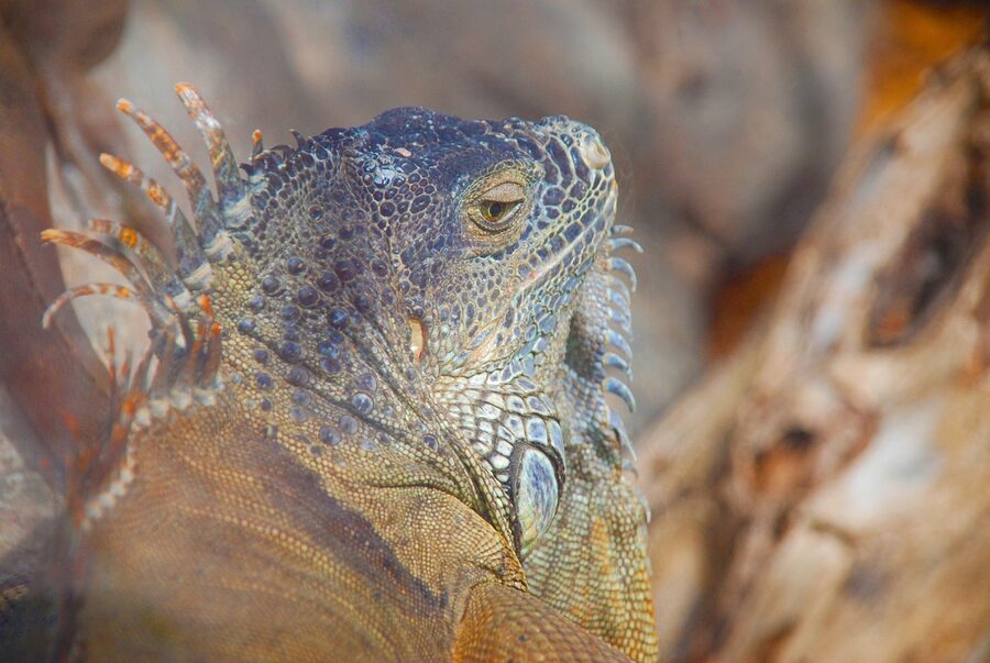 Reptile at Loro Park Tenerife