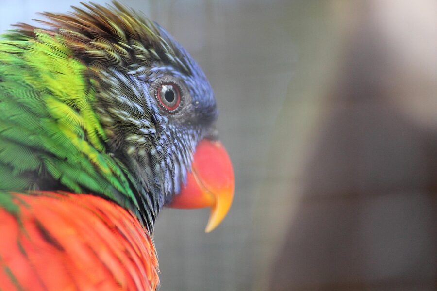 Lori parrot perched on a branch at Loro Park Tenerife