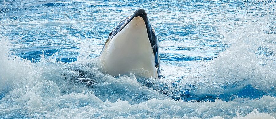 Orca breaching at Loro Parque Tenerife