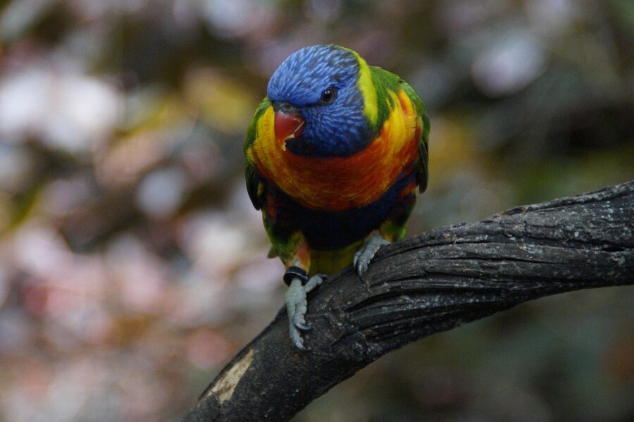 Rainbow lori at Loro Park aviary Tenerife