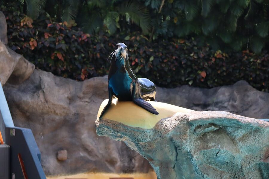 Sea lion resting on rocks at Loro Parque outdoor exhibit
