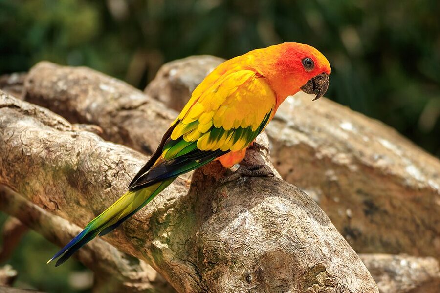 Sun conure parrots at Loro Parque