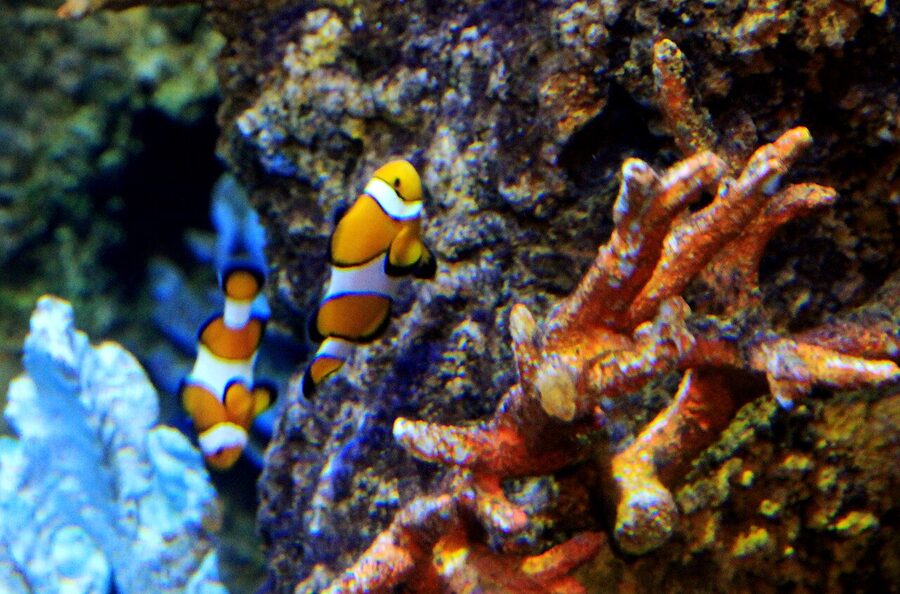 Clownfish tucked into anemone tentacles in a Malta Aquarium reef tank