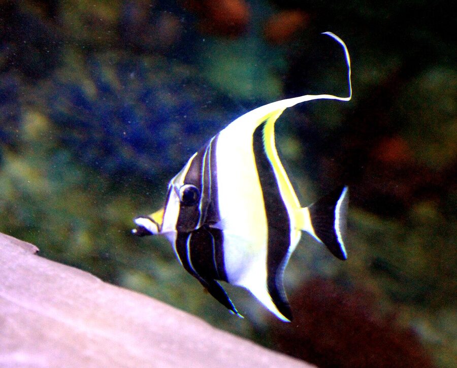 Moorish idol fish swimming in a Malta National Aquarium reef tank