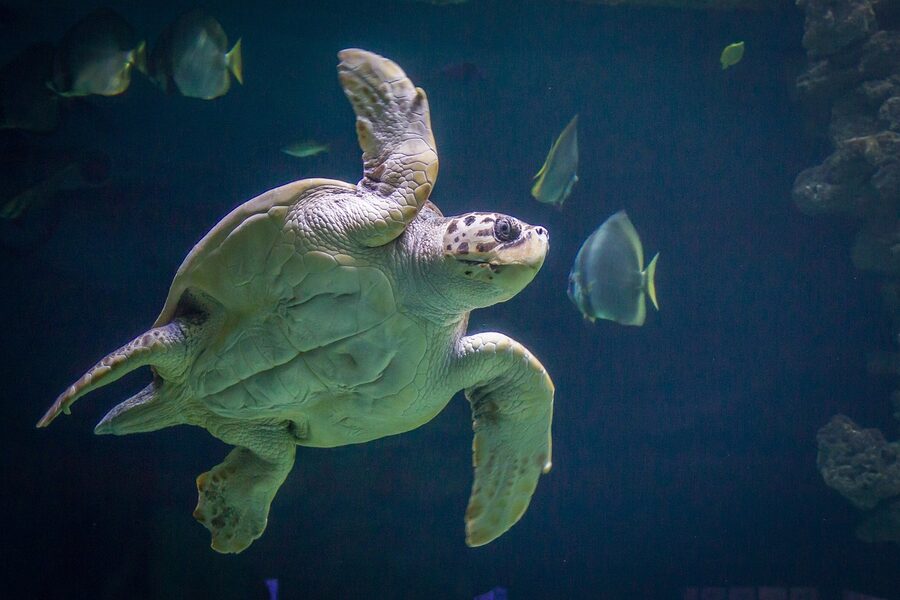 Sea turtle swimming in an aquarium tank