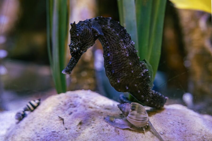 Seahorse anchored to plant in an aquarium tank