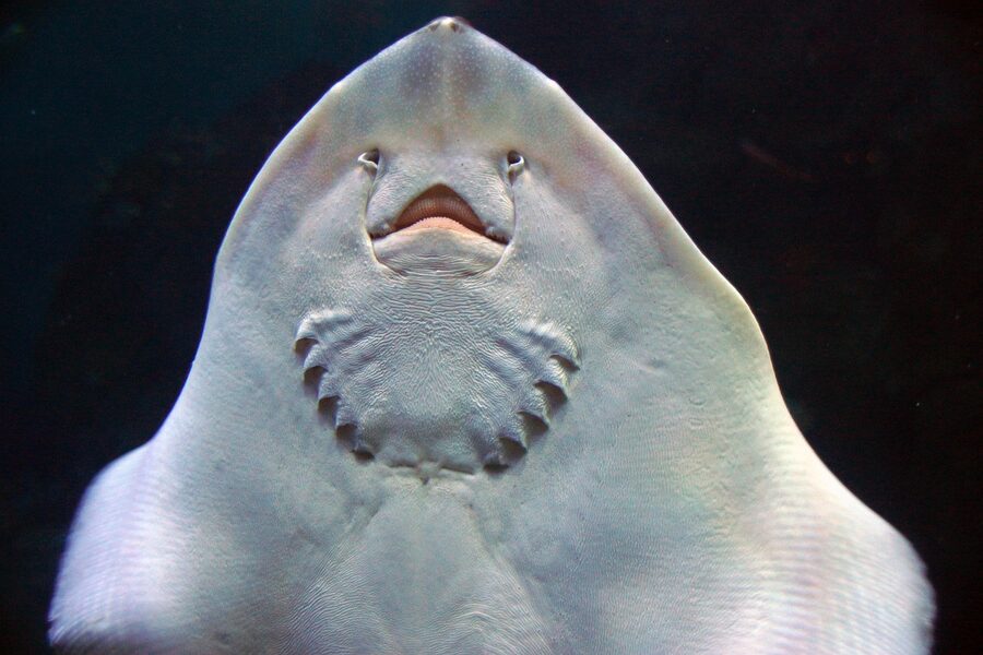 Stingray gliding through aquarium tank