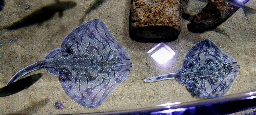 Close-up of an undulate ray patterned skin in a Malta Aquarium tank