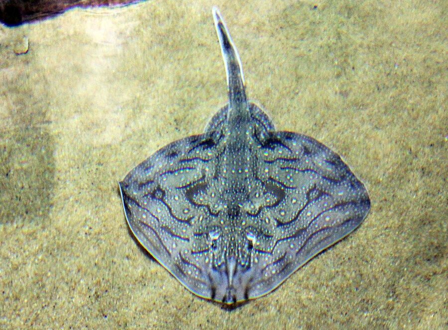 Undulate ray resting on the gravel floor of a Malta National Aquarium tank