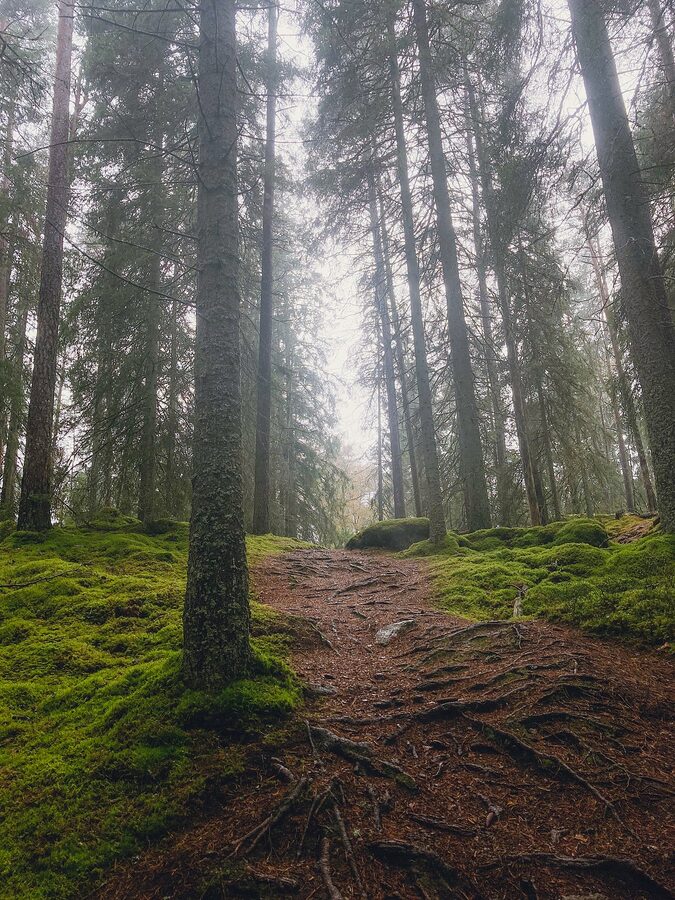Misty path through Tiveden National Park forest