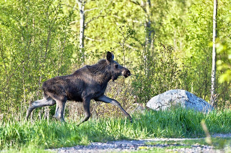 Moose Alces alces on Orno island in Stockholm archipelago