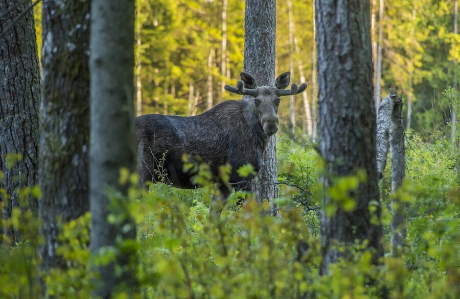Moose standing among pine trees in a Nordic forest