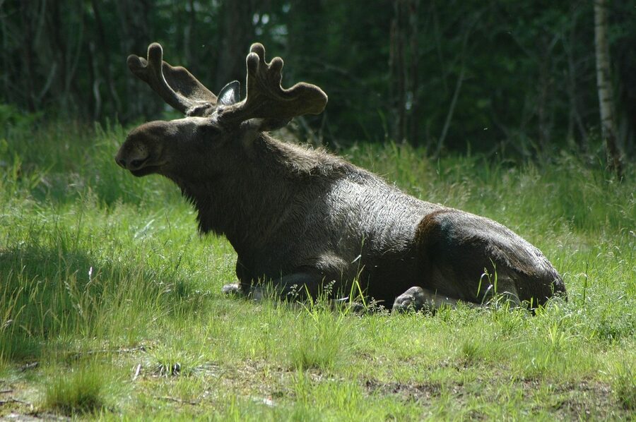 Moose by a forest lake in Sweden at evening