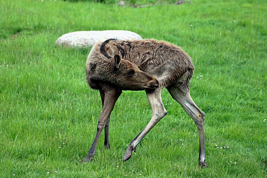 Moose calf in a grassy meadow in Sweden during late May or June