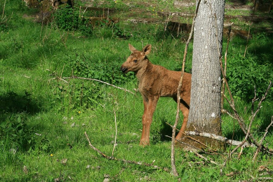 Moose cow with calf in a Swedish forest setting