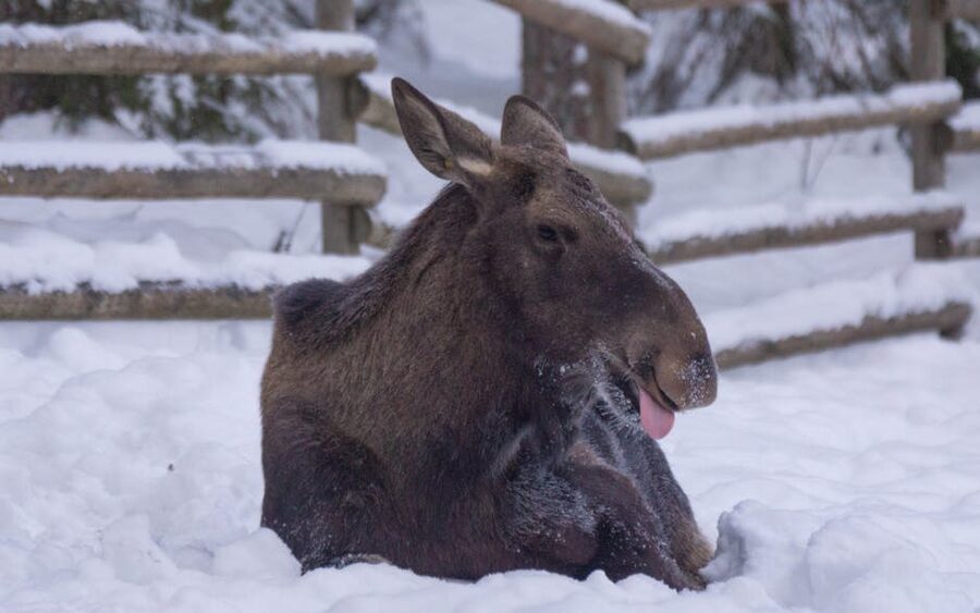 Moose resting in snow in a Swedish winter forest