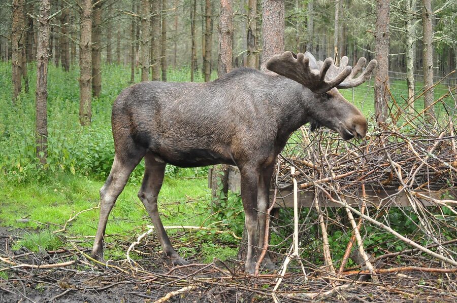 Moose spotted at the edge of a pine forest clearing in Sweden
