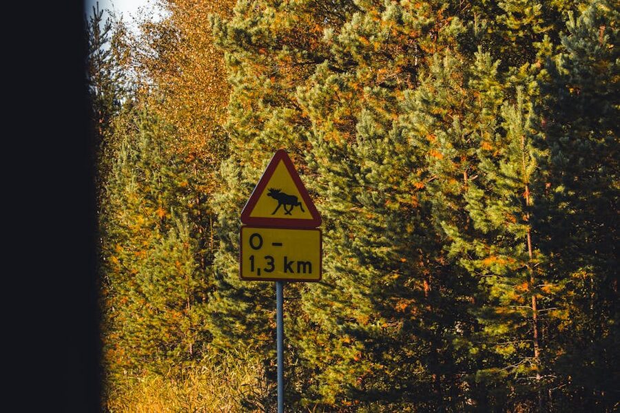 Moose warning sign in a Scandinavian forest