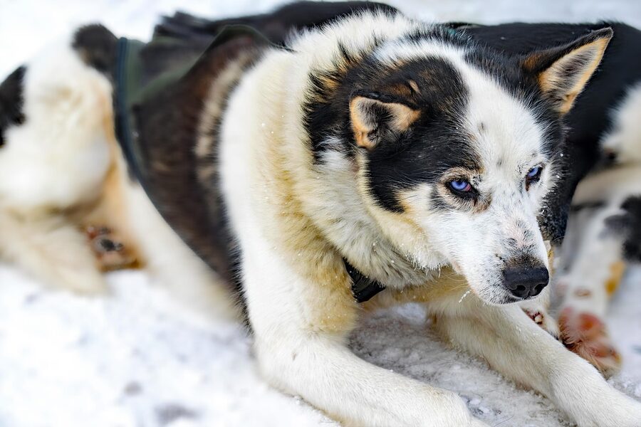 Musher with husky sled team preparing to depart in Lapland snow