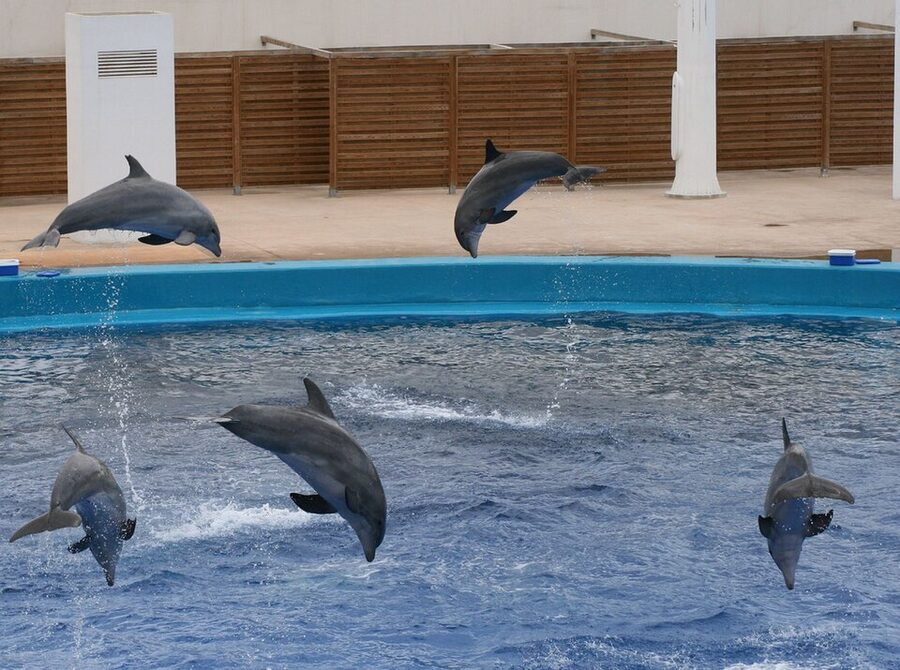 Dolphin show at Oceanografic Valencia