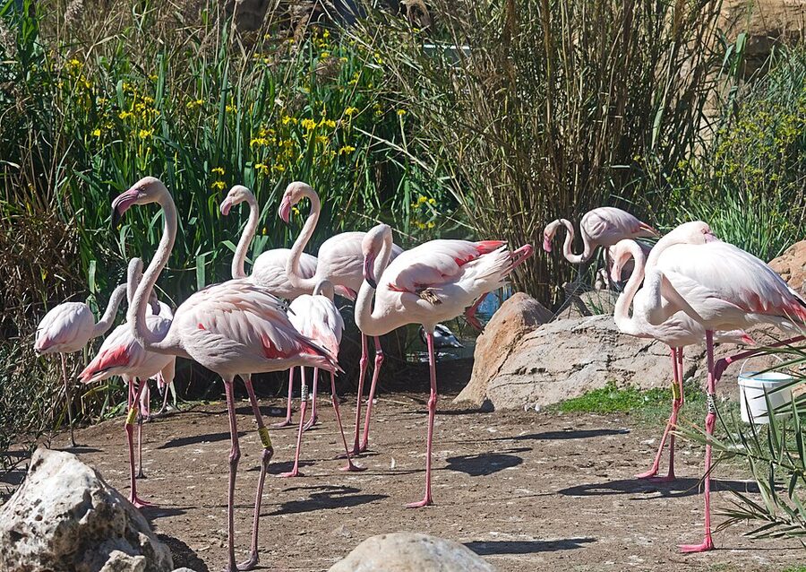 Pink flamingos in Oceanografic aviary Valencia