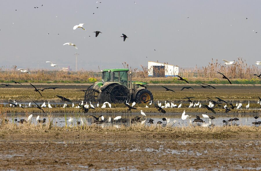 Albufera Valencia rice paddies