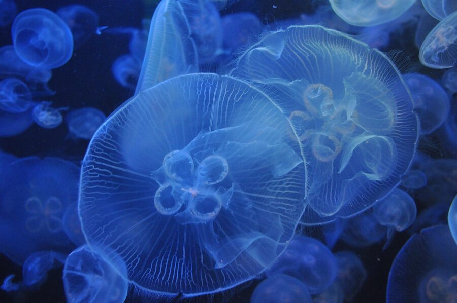 Blue jellyfish display at Palma Aquarium