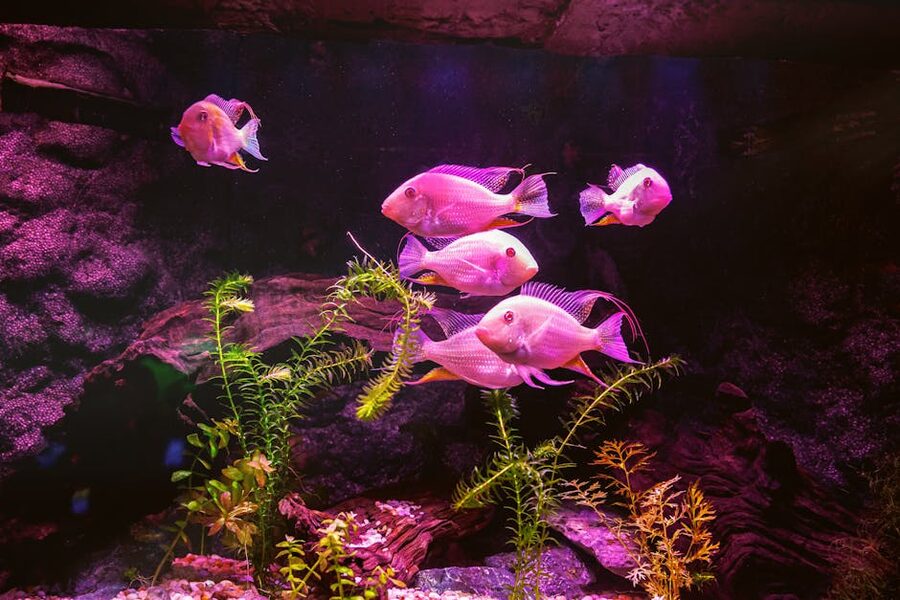 Coral reef fish in tropical zone Palma Aquarium