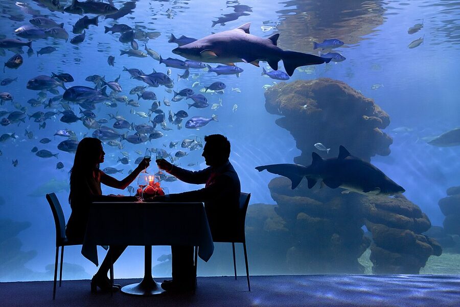Dinner with sharks experience at Palma Aquarium