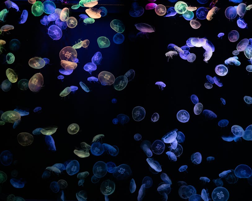 Glowing jellyfish in dark hall at Palma Aquarium