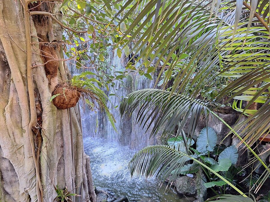 Aerial roots in Jungle habitat Palma Aquarium close-up
