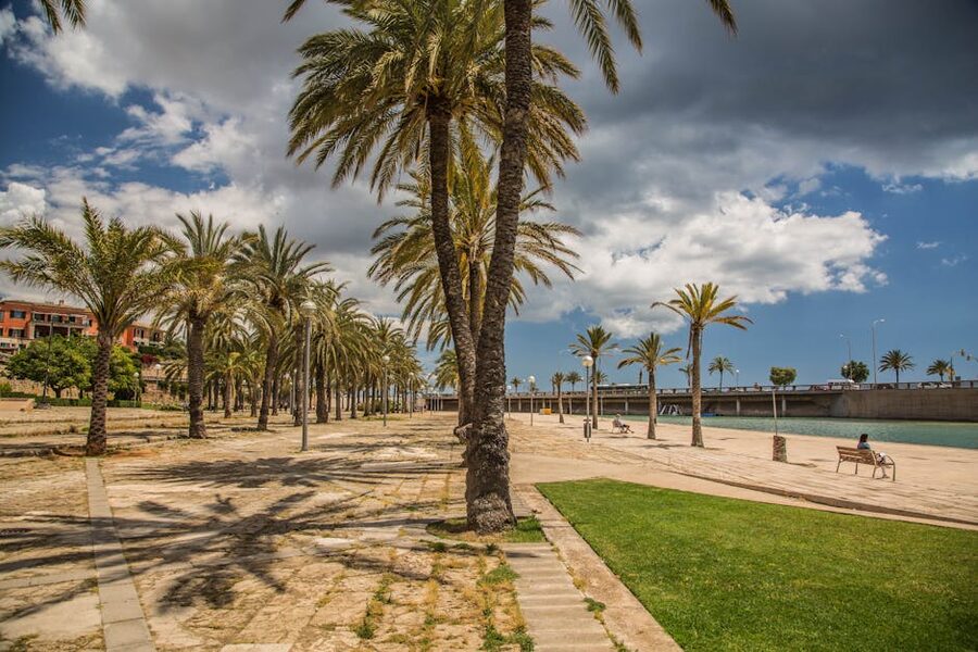 Palm trees lining promenade in Palma Mallorca
