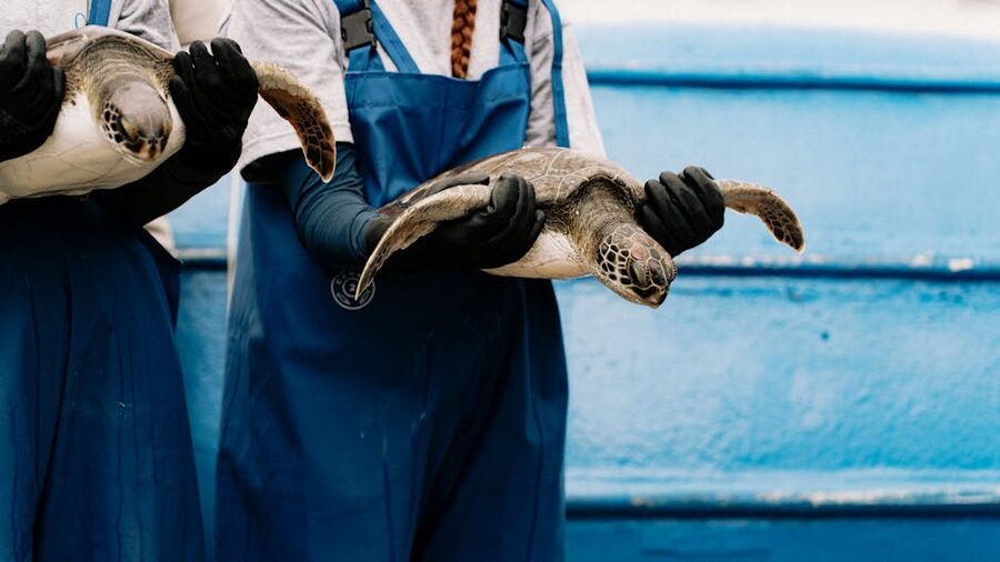 Sea turtle rehabilitation care at Palma Aquarium