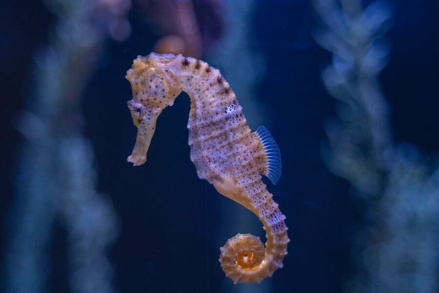 Seahorse close-up Mediterranean tank Palma Aquarium