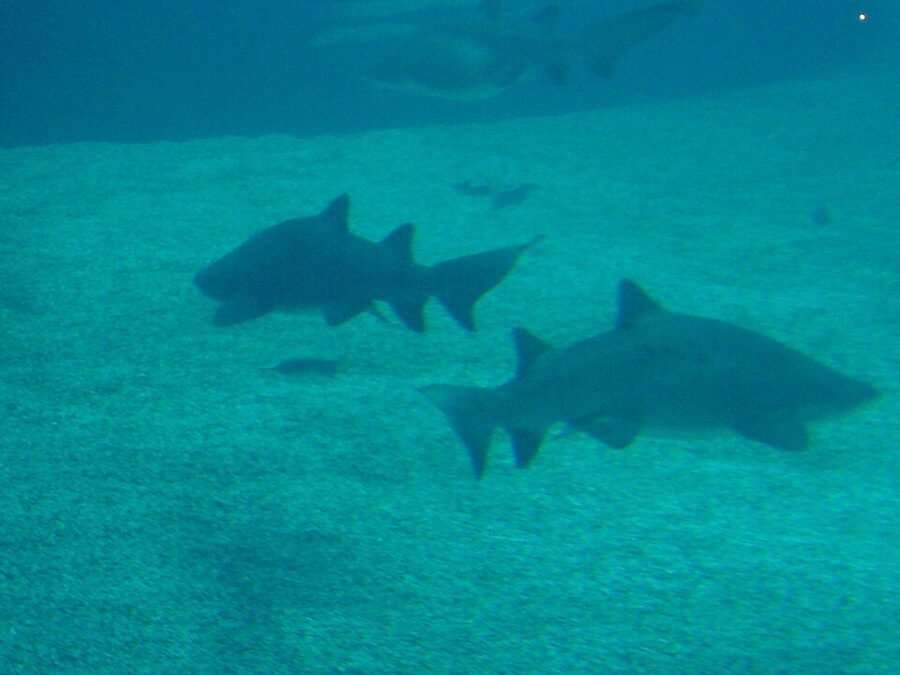 Tank with rays at Palma Aquarium
