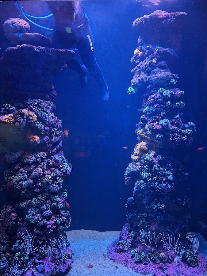 Divers cleaning the tank at Palma Aquarium Mallorca