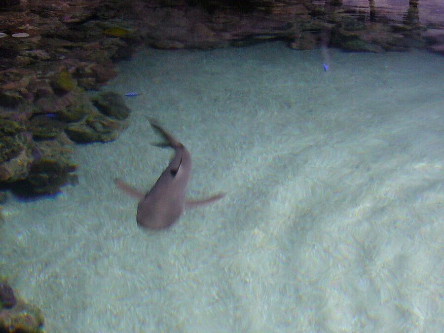 Mediterranean tank zone at Palma Aquarium