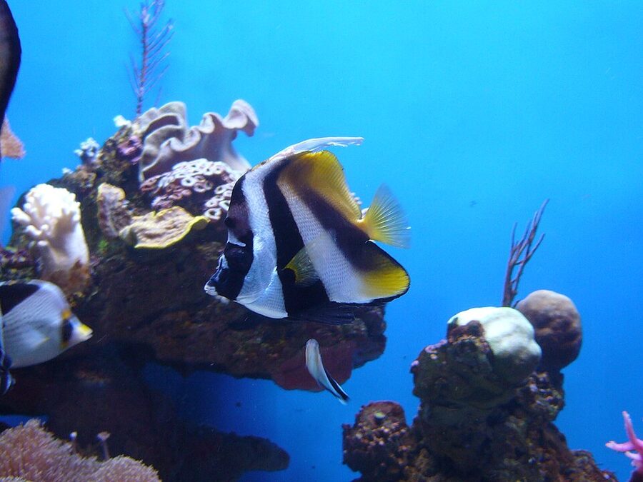 Tropical coral tank with fish at Palma Aquarium