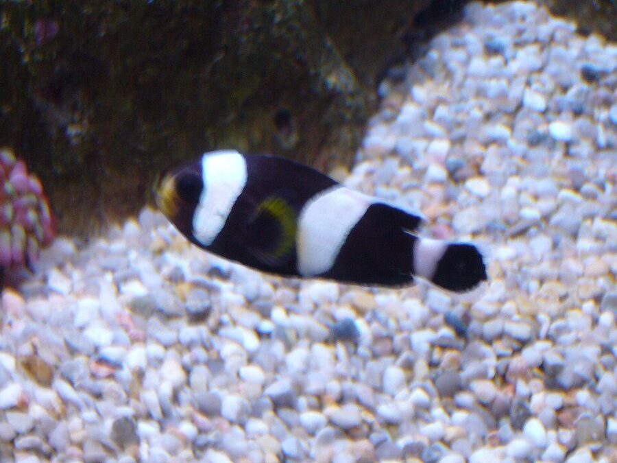 Tropical fish tank display Palma Aquarium