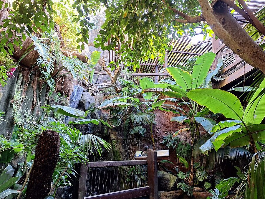 Tropical outdoor area with banana plants and palms Palma Aquarium