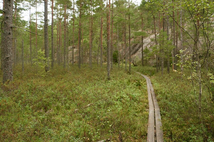 Forest path through old-growth pine in Tiveden