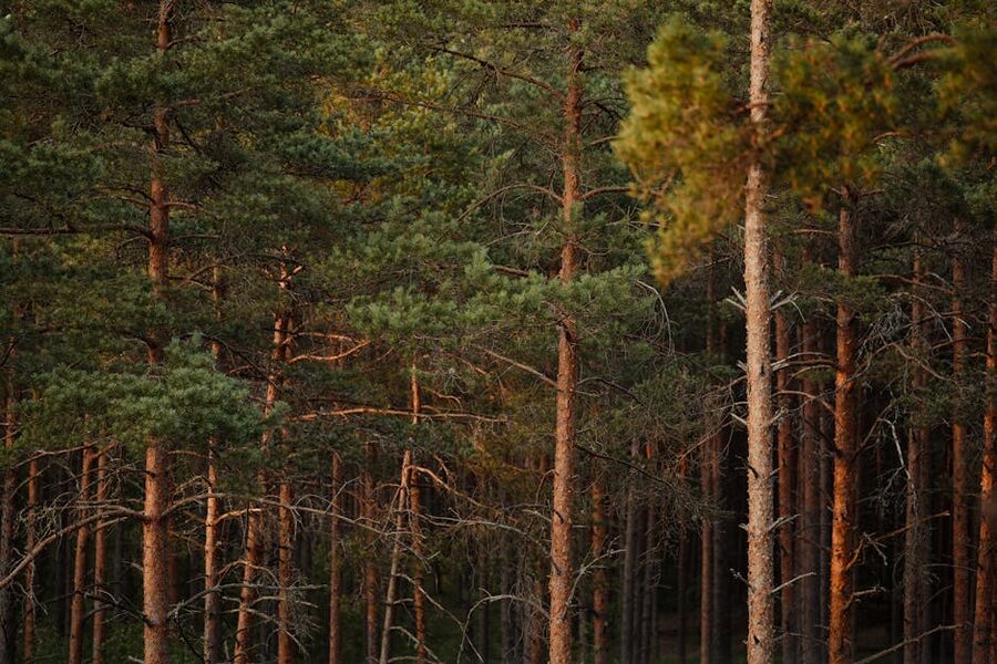Pine forest at dusk in Sweden, prime moose time