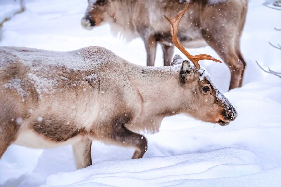 Reindeer in winter snow in Lapland