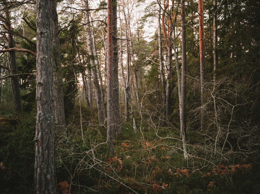 Forest greenery in Stockholm County