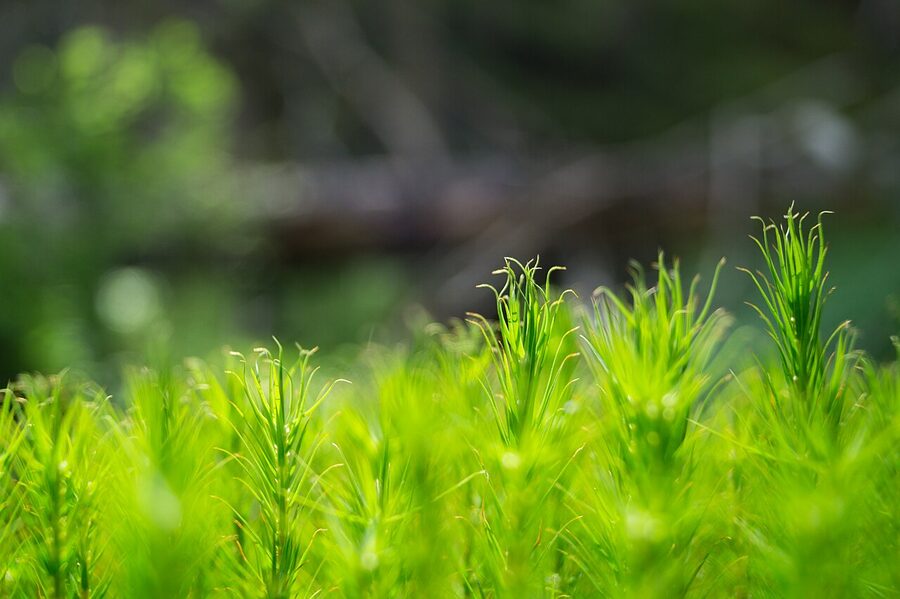 Moss-covered forest floor in Tiveden
