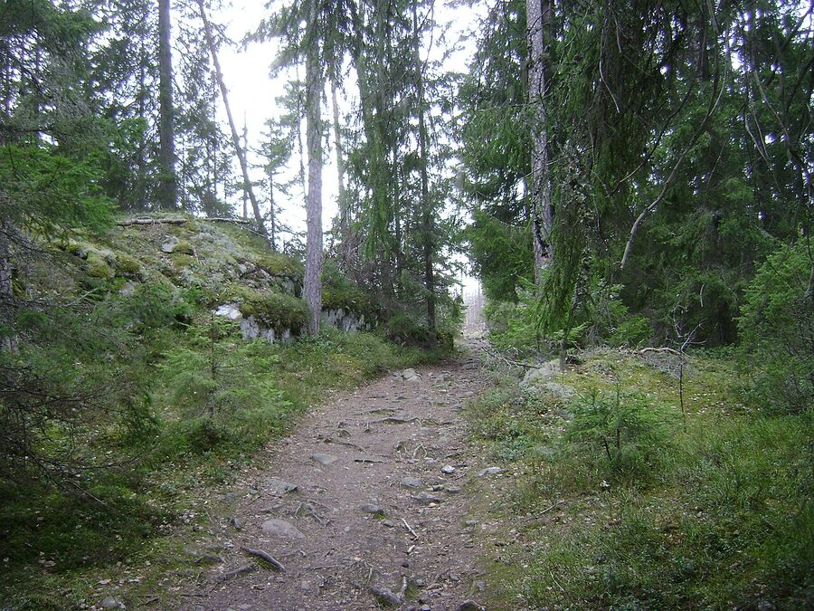 Tyresta National Park forest in Stockholm County